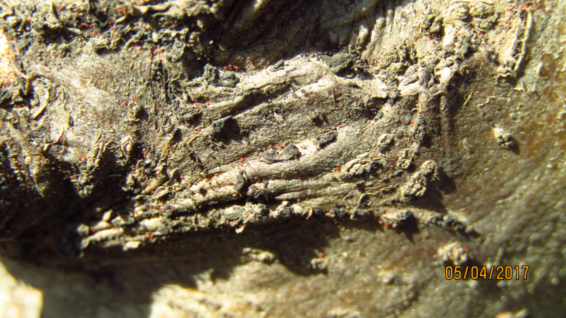 Красный плодовый клещ