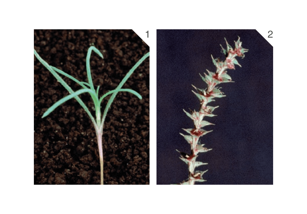 Курай обыкновенный / Солянка калийная