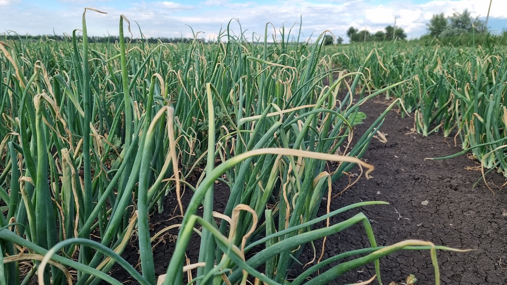 Ложная мучнистая роса,  или пероноспороз лука