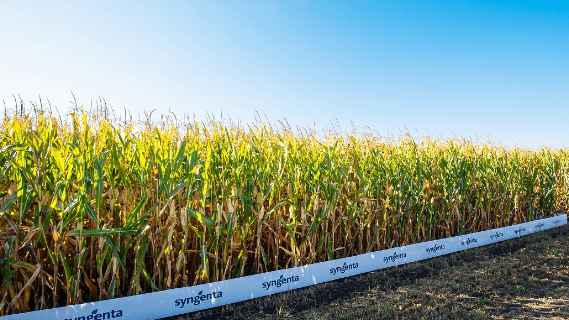 «Сингента» открывает вакансии в направлении бизнеса семян