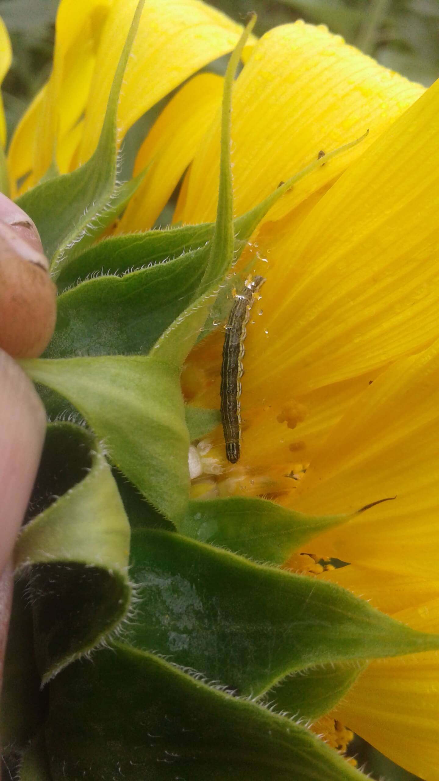 Луговой мотылек