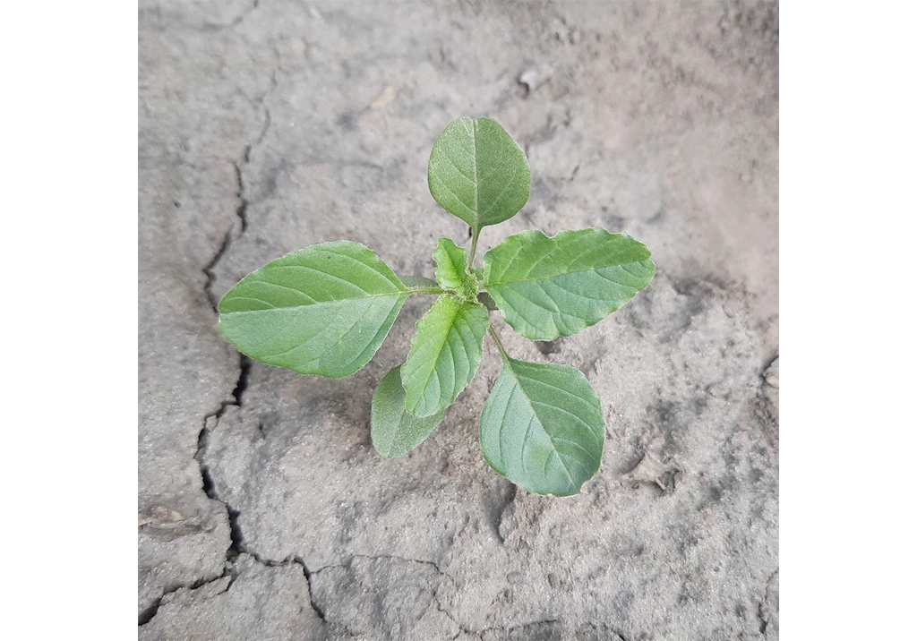 Щирица запрокинутая