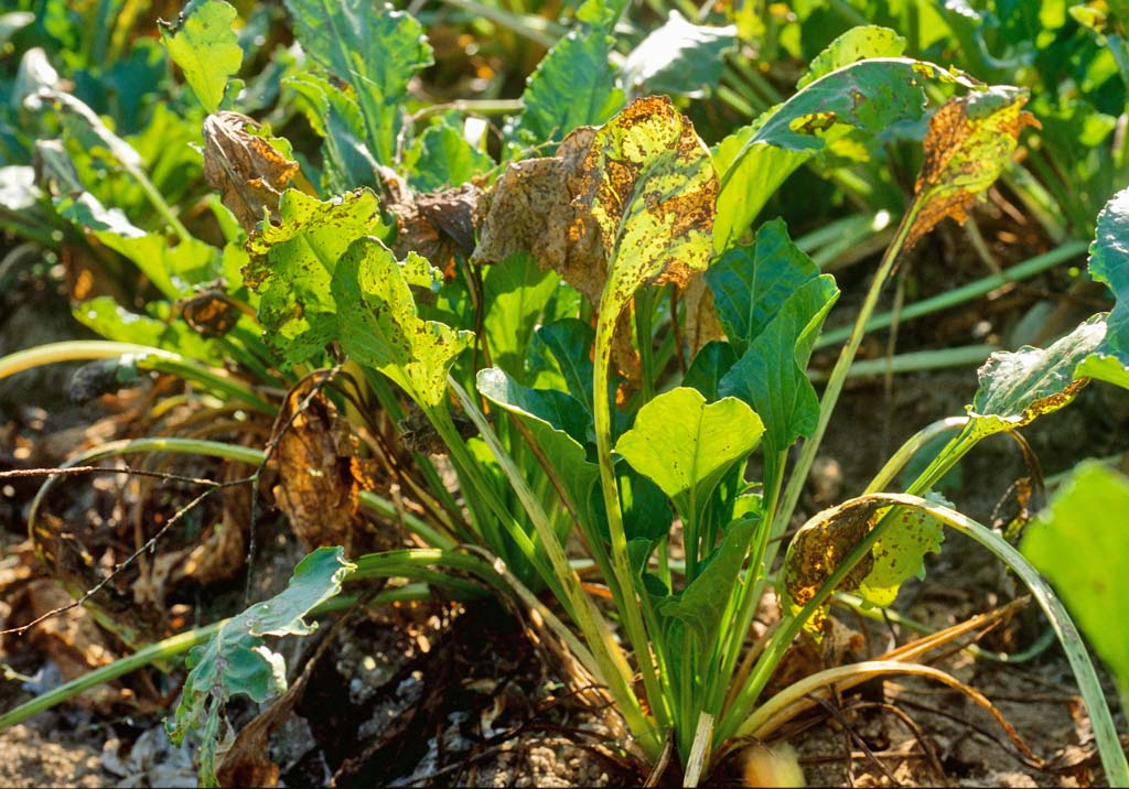 Церкоспороз сахарной свеклы
