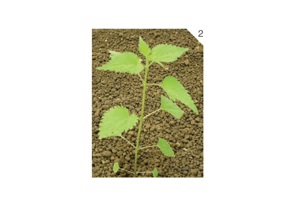 Крапива двудомная