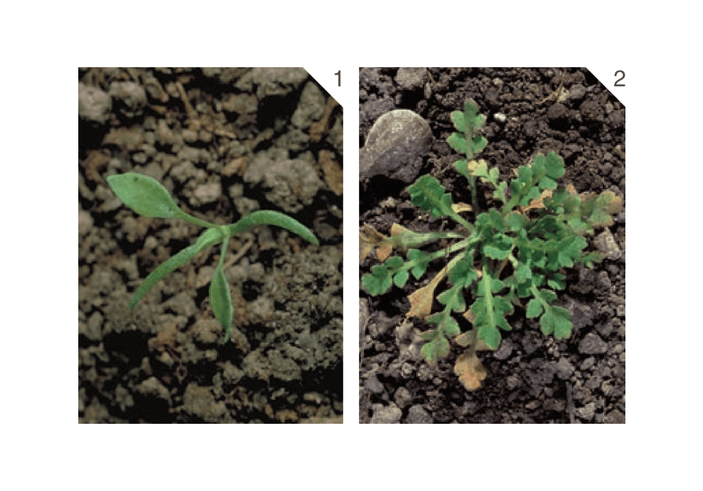 Мак самосейка