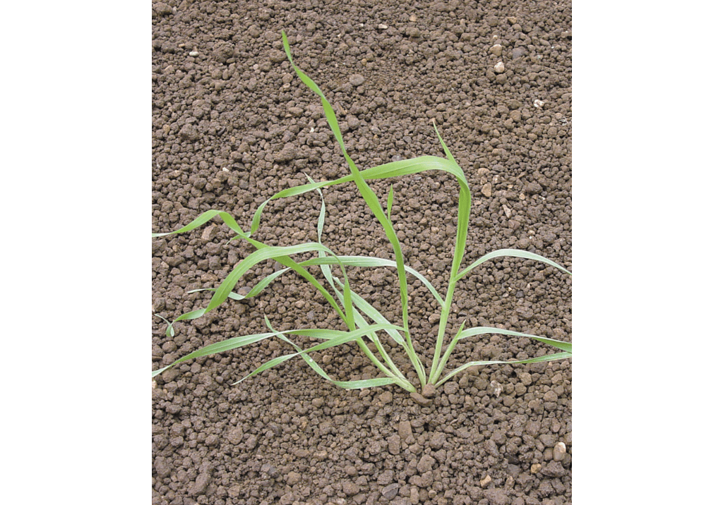 Костер кровельный