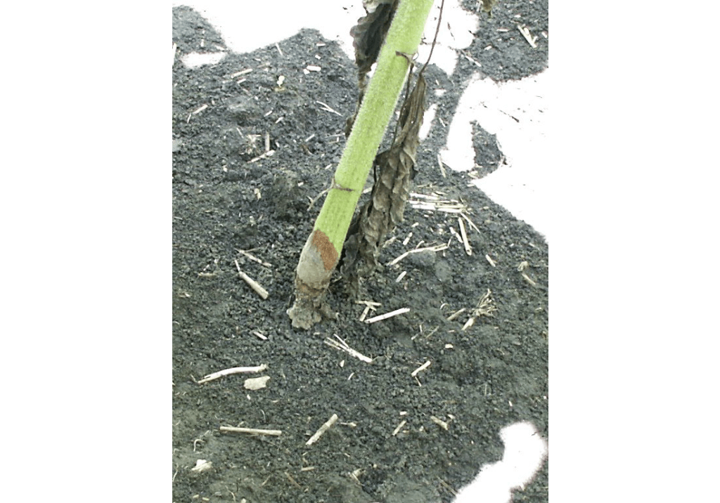 Серая гниль подсолнечника