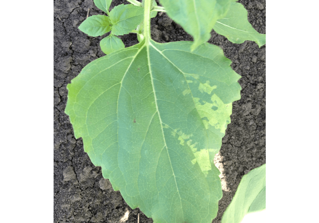 Ложная мучнистая роса (пероноспороз)