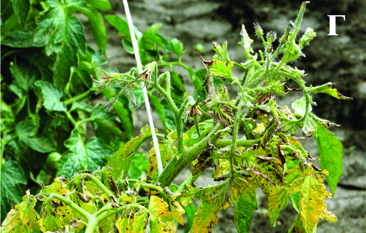 Бронзовость, или пятнистое увядание томата