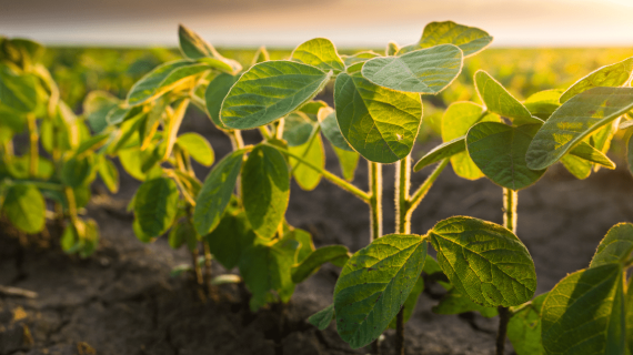 Профессиональная защита сои