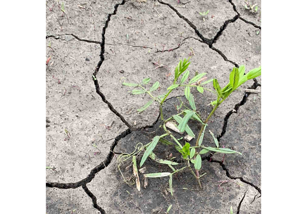 Горошек мышиный