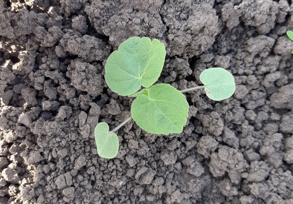 Абутилон Теофраста