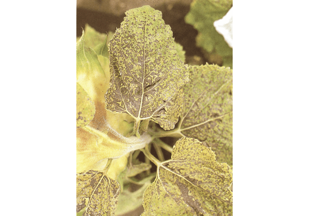 Септориоз (бурая пятнистость) подсолнечника