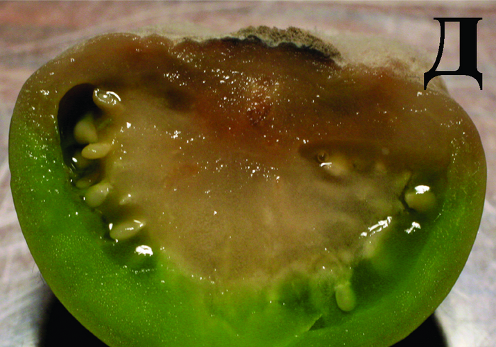 Серая гниль томата