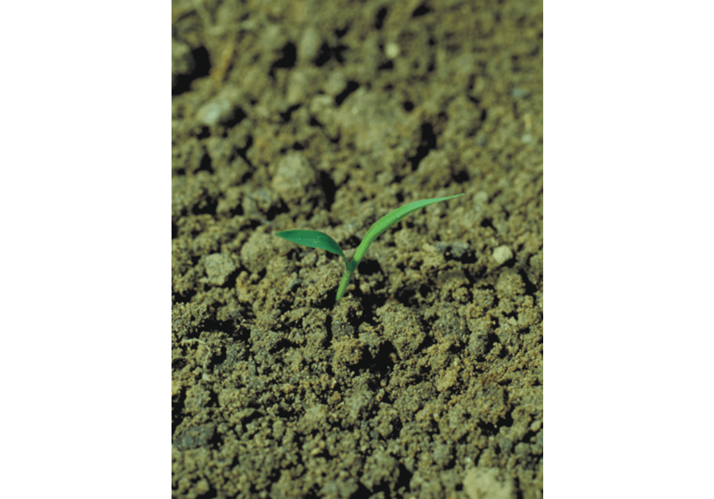 Щетинник зеленый