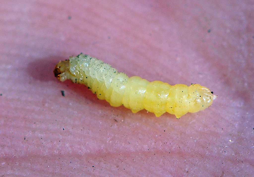 Обыкновенный хлебный пилильщик