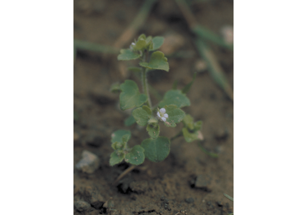 Вероника плющелистная