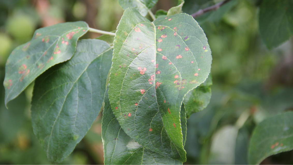 Филлостиктоз (бурая пятнистость листьев яблони)