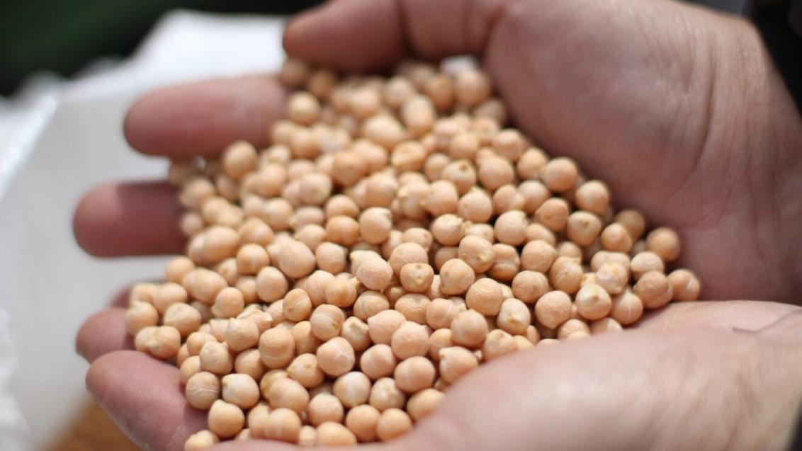 Нут. Агроцентр Оренбург 2024