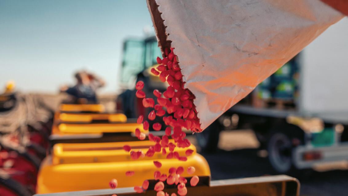 Что нужно учесть при посеве кукурузы на силос