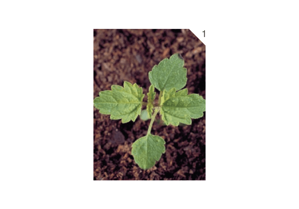 Крапива двудомная