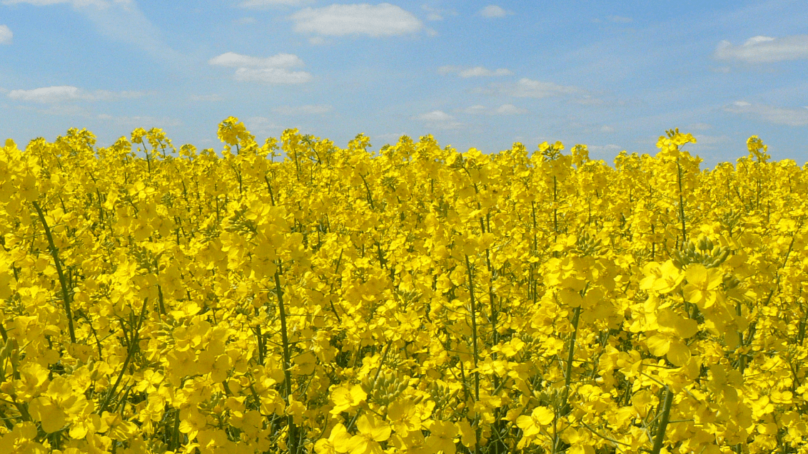 Озимый рапс. Агроцентр Орел 2025