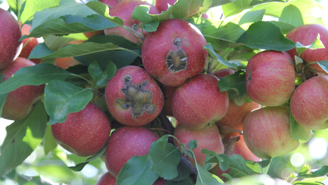 Парша яблони