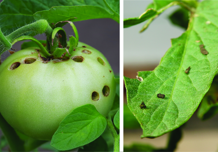 Совка хлопковая