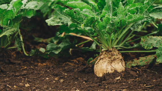 Защита сахарной свеклы