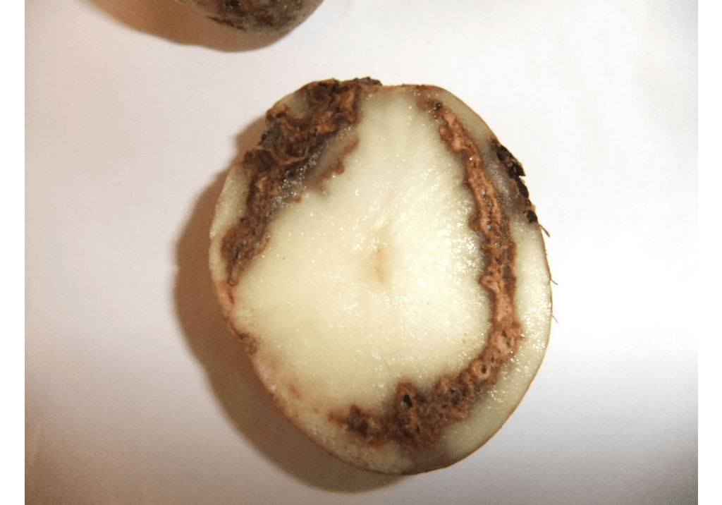 Кольцевая гниль картофеля