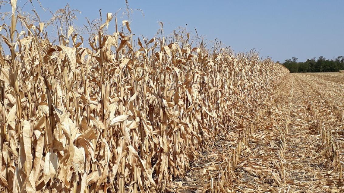Как сократить потери при уборке кукурузы на зерно