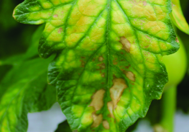 Мозаика пепино