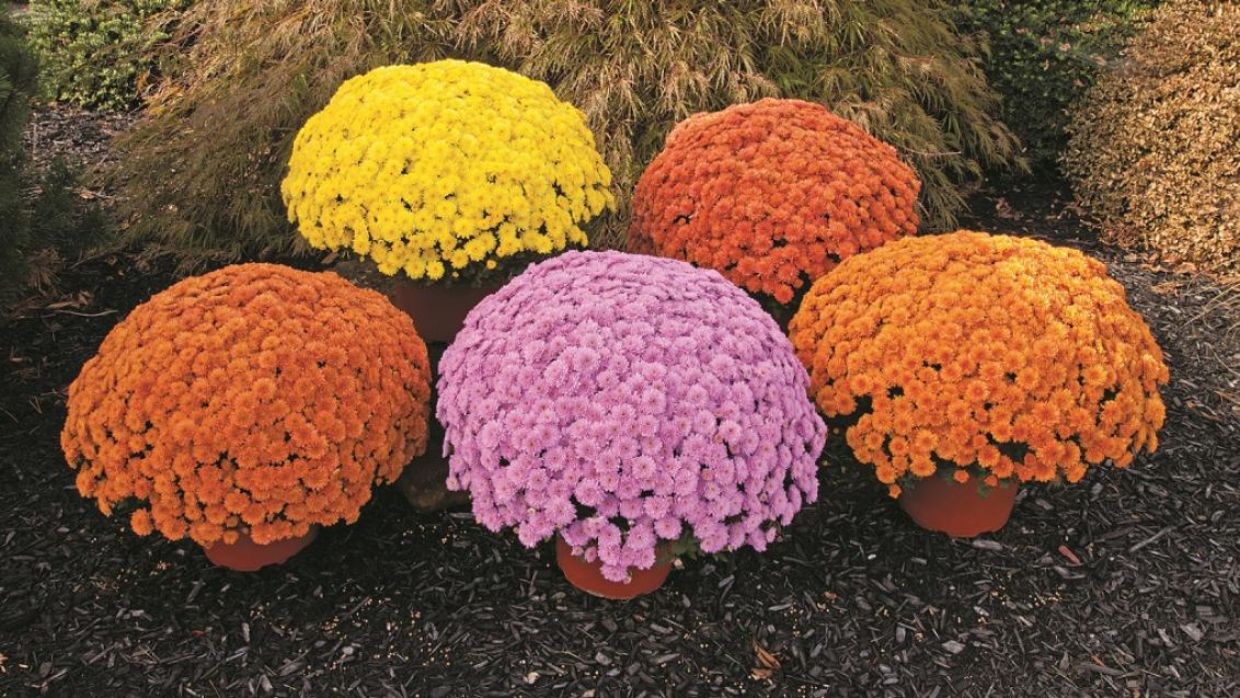 Выращивание хризантемы мультифлора на примере сортосерии Урсула (Ursula)