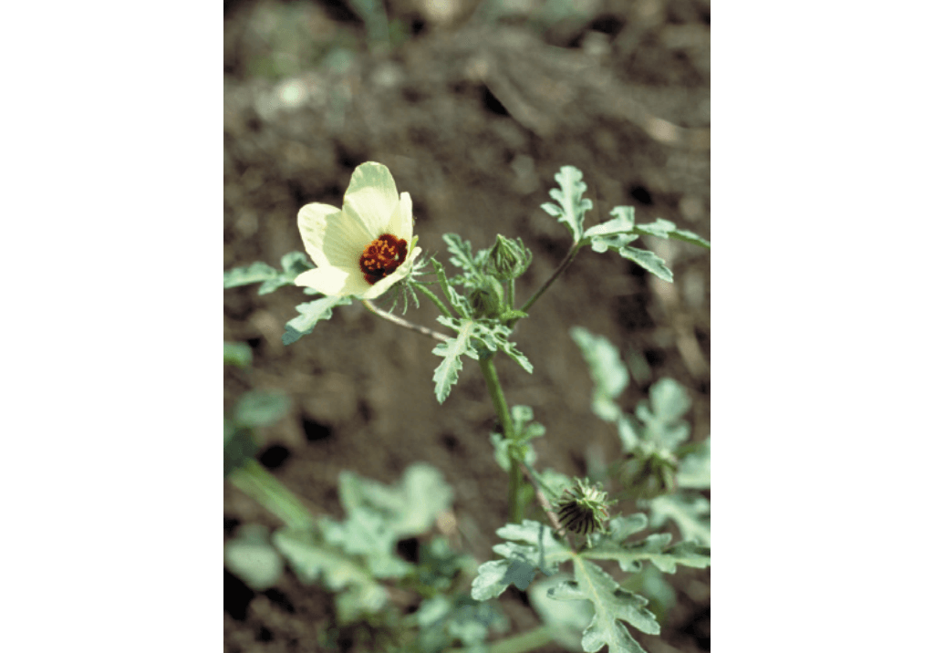 Гибискус тройчатый