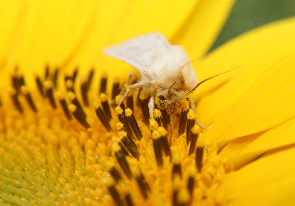 Совка хлопковая