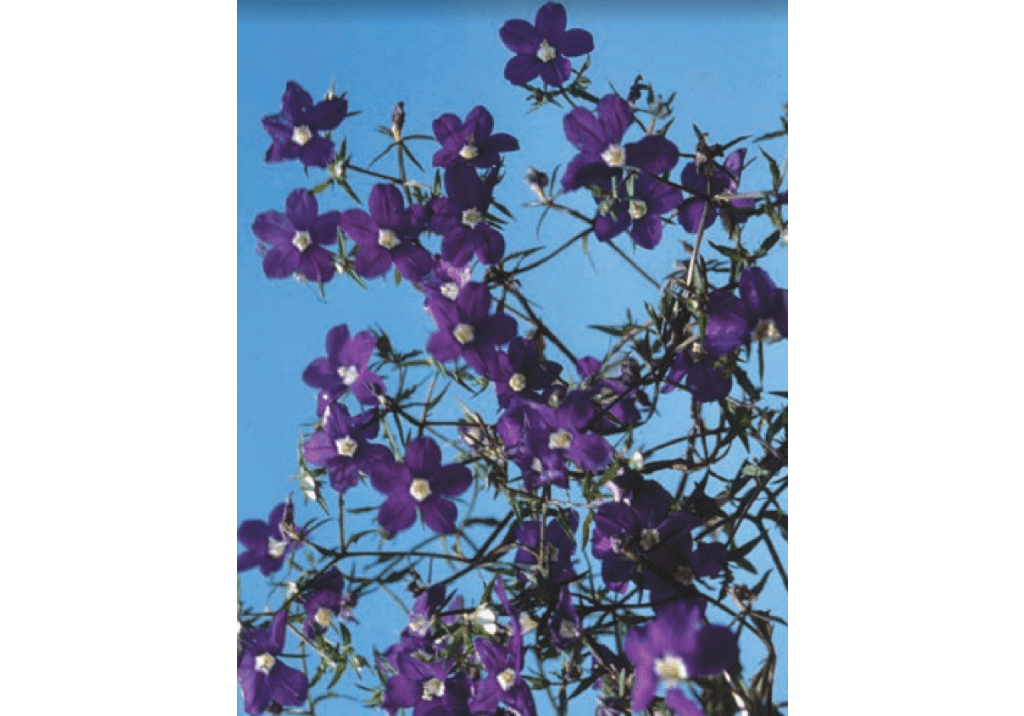 Зеркало девичье / Зеркало Венеры