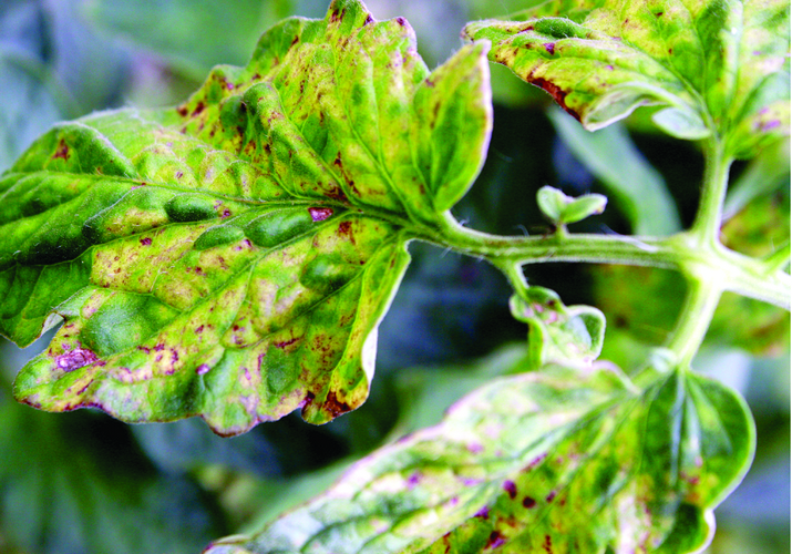Y-вирус картофеля на томате