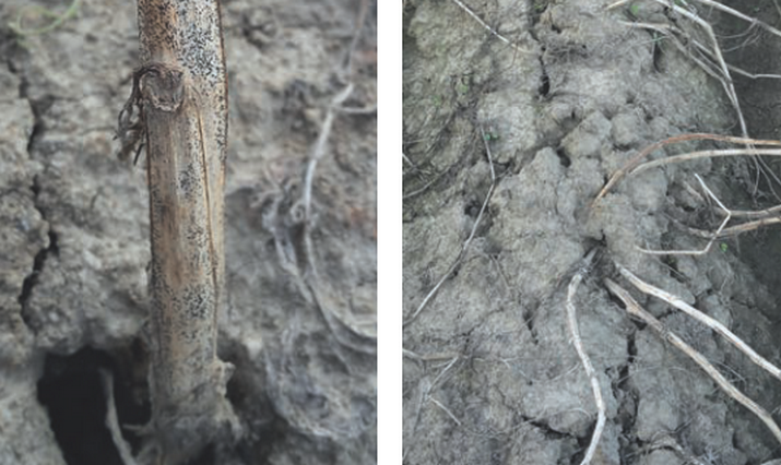 Антракноз картофеля