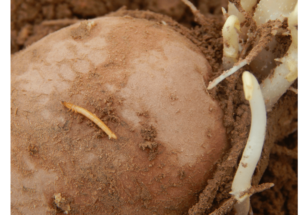 Проволочники (личинки жуков-щелкунов)