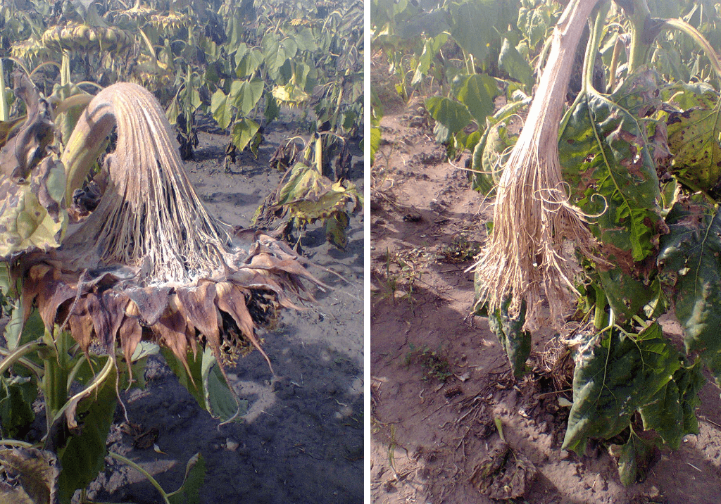 Склеротиниоз (белая гниль) подсолнечника