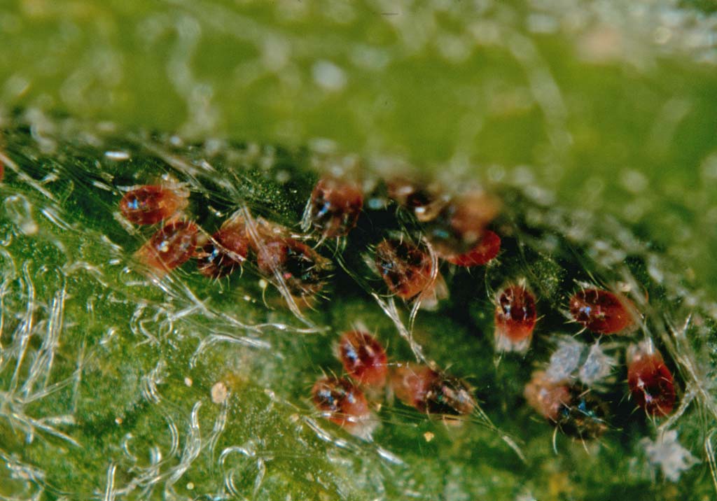 Красный плодовый клещ