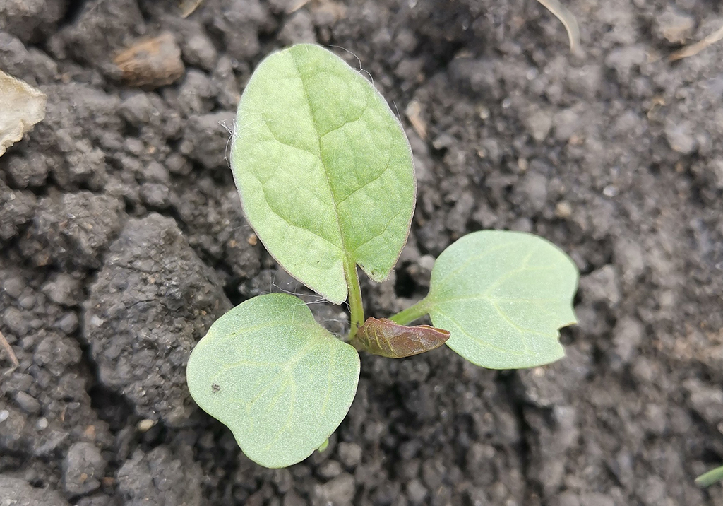 Вьюнок полевой