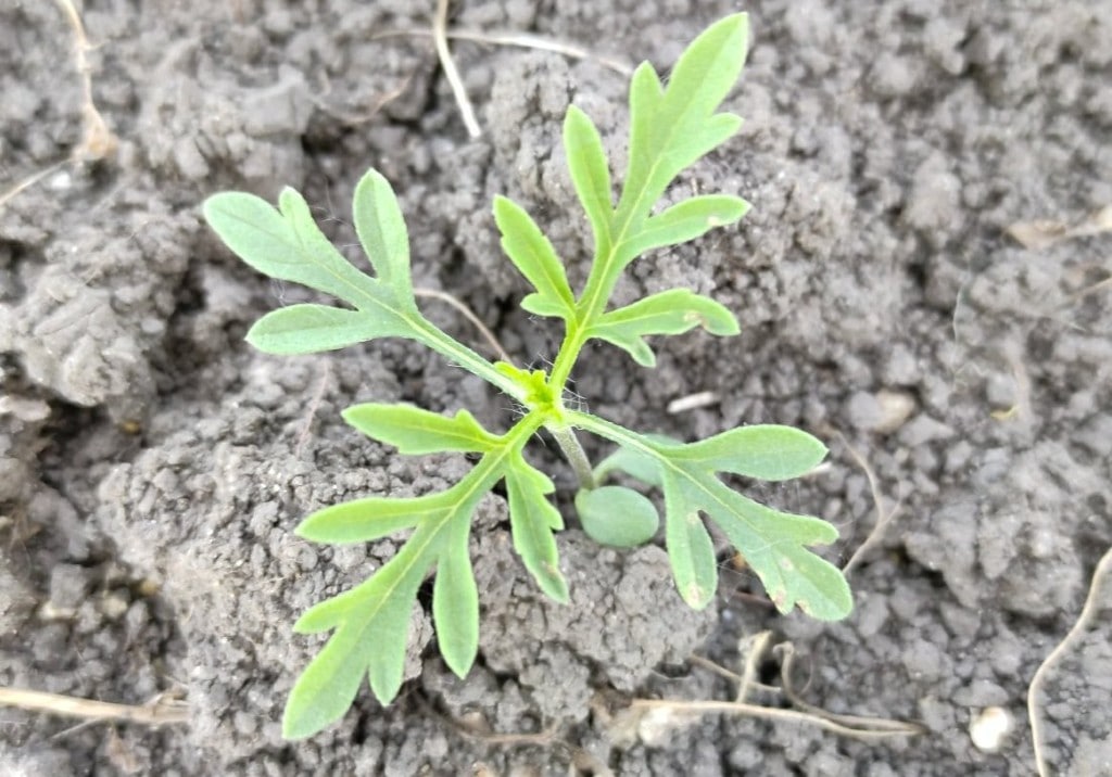 Амброзия полыннолистная