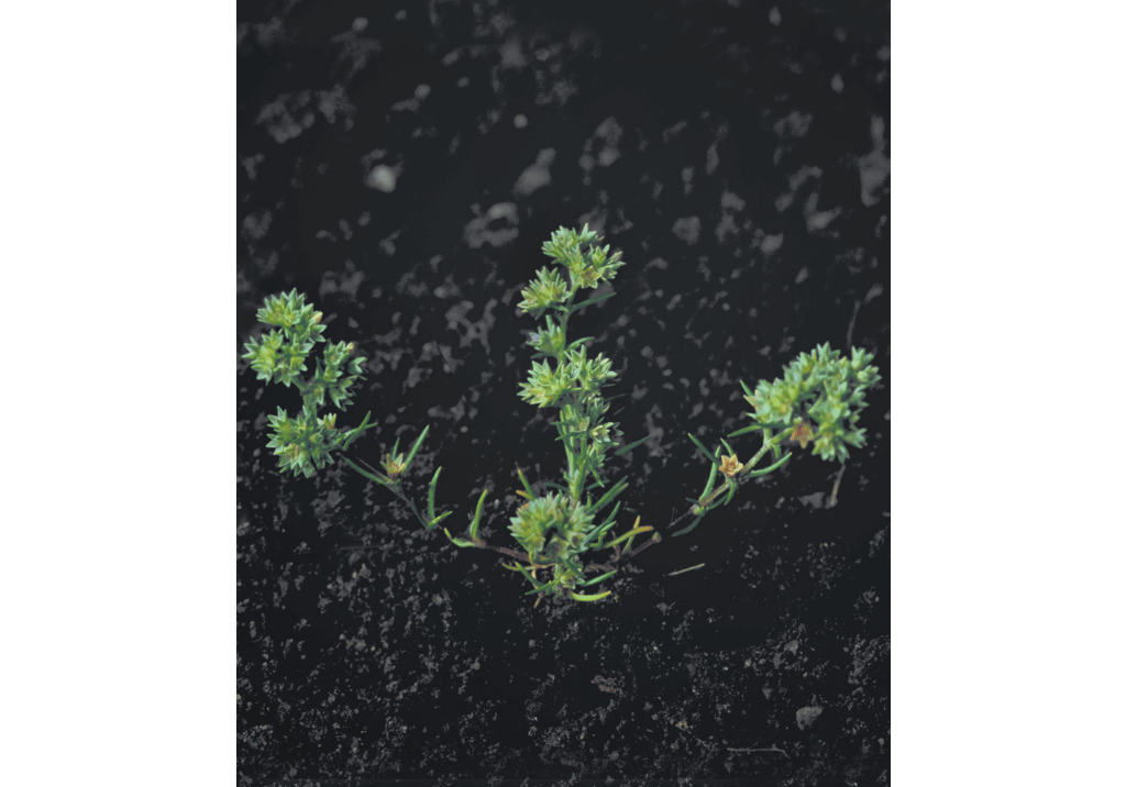 Дивала однолетняя