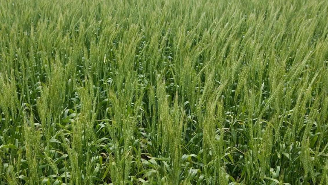 Биостимуляторы — основа сельского хозяйства будущего