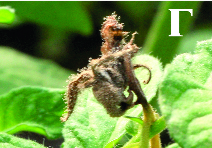 Серая гниль томата