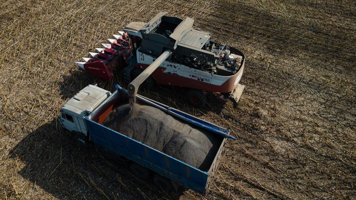 Тренды на внутреннем рынке подсолнечника в сезоне-2024/25, фото