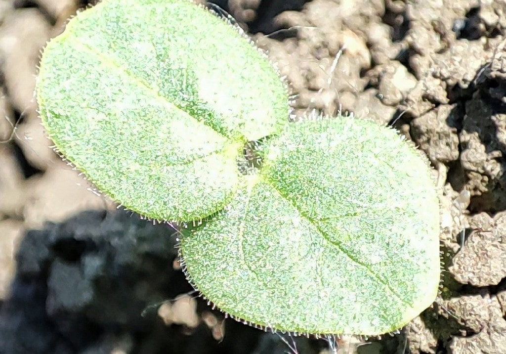 Абутилон Теофраста