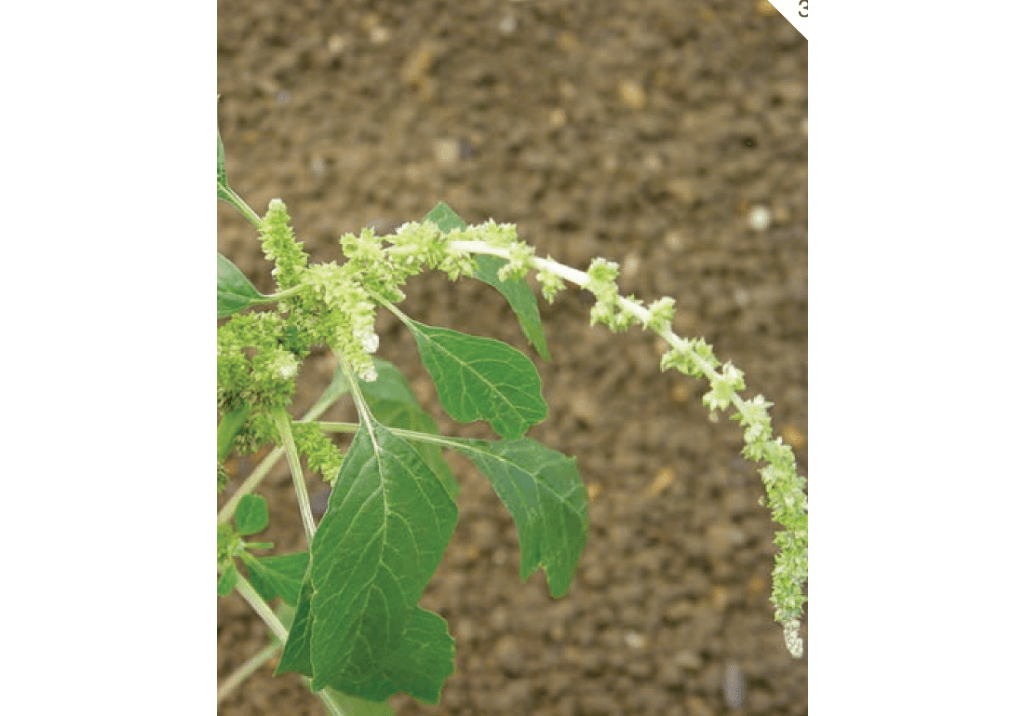 Щирица синеватая