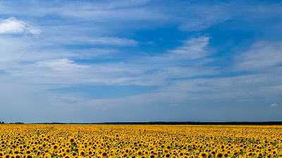 АМПЛИГО® — двойной удар по чешуекрылым и другим вредителям